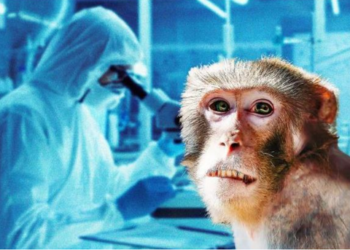Lija e majmunëve/ Mjeku: Rrezikojmë një fazë epidemike, transmetueshmëria më e lartë në verë