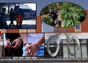 Favorizuan kultivimin e kanabisit, Gjykata vendos masën e arrestit për 4 efektivët e policisë në Velipojë