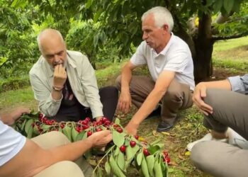 FOTOT/ “Eliksir është, lëngu i jetës e krenaria e Dibrës”, Rama ulet këmbëkryq e ha qershi me fermerët: Kjo e paska kokrrën si mollë ore