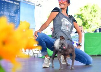 Konkursi për qenin më të shëmtuar në botë