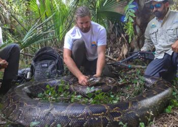 Kapet gjarpri më i madh në shtet, në bark i gjejnë 122 vezë
