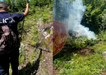 Policia mësyn në Velipojë për drogë/ Zbulon parcelat me kanabis por autorët ia mbathin dhe i humbasin nga sytë nëpër pyje