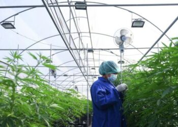 Shqipëria i hap rrugë legalizimit të kanabisit mjekësor/ Qeveria do të themelojë Agjencinë Kombëtare për licencimin…!