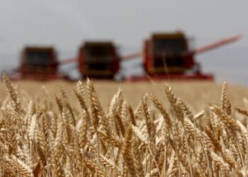 Gruri kërkohet “për një copë bukë”/ Fermerët: Kostot janë shumë të larta; Përpunuesit: Duhet ta blejmë në prodhimin vendas