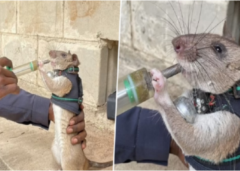 FOTO/ Minjtë trajnohen për raste tërmetesh, ja si do t’i shpëtojnë të mbeturit nën rrënoja