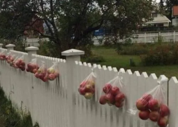 A e dini pse norvegjezët i vendoѕin mollët јаѕhtë oborrit? Arsyeja është mbreslënëse