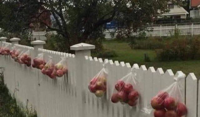 A e dini pse norvegjezët i vendoѕin mollët јаѕhtë oborrit? Arsyeja është mbreslënëse