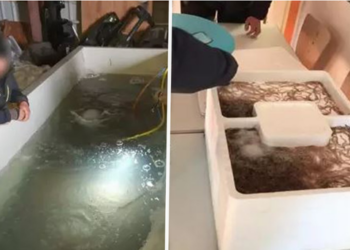 Sjell fitime marramendëse/ Nga Shqipëria në Kolumbi e SHBA, si funksionon trafiku i paligjshëm i ngjalave: Prangosen 49 persona