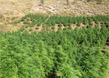 Kontrolle nga toka dhe ajri/ Arrestohen 2 persona, kultivuan kanabis në fshatin Vuno. Njëri ishte me të shkuar kriminale