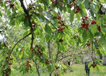 “Një kilogram qershi, 30 lekë”, fermerët dibranë: Do t’i presim fare pemët!