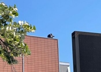 Tensione në Kuvendin e Kosovës, veteranët e UÇK-së përplasen me policinë, snajperët mbi tarraca