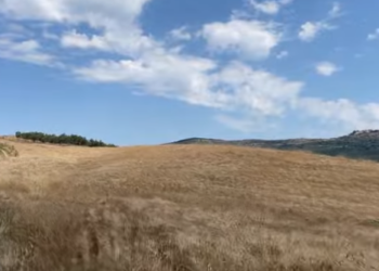 La Italinë për të kultivuar drithëra në Selenicë/ Fermeri: Tregtarët shqiptarë grurin e vendit të tyre e blejnë në Itali