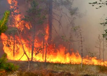 Zjarr i përmasave të mëdha në Tale të Lezhës, rrezikohen bizneset në bregdet