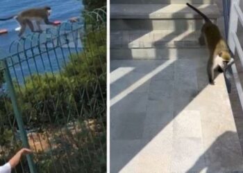 VIDEO / Ky është majmuni “boksier” që rrahu policët bashkiakë, po lëviz lirshëm në Sarandë