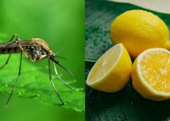 Sekreti me limonin/ Ja këshilla sesi mos t’ju pickojë asnjë mushkonjë