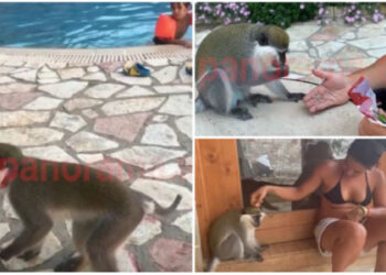 “Kiko ka shoqëri me një kec, flenë bashkë”/ Flet i zoti i majmunit që rrahu me shuplaka policët bashkiakë: S’është agresiv