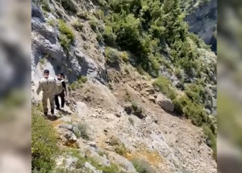 VIDEO/ Kruja nën rrethim, “zbarkojnë” mbi 200 policë e 4 dronë: Zbulohet mes malit parcela me kanabis, dëmtohet një efektiv i FNSH