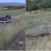 Tre automjete të përfshira, 2 viktima, 3 të plagosur e një tufë derrash të egër/ Bilanci i një aksidenti