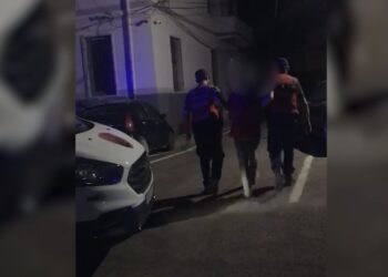 Nga Sauku në Peqin për të mbjellë drogë, policia publikon pamjet nga fusha me kanabis/ Në pranga dy vëllezër dhe “kolegu” nga Rrogozhina