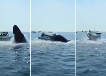 VIDEO/ Balena gjigande sulmon varkën në Massachusetts, një shok total!