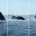 VIDEO/ Balena gjigande sulmon varkën në Massachusetts, një shok total!