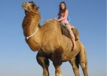 “Dubai Porta Potty”/ Dëshmia e re: Sheikët detyrojnë vajzat e mitura të hanë jashtëqitje deveje për 50 mijë dollarë