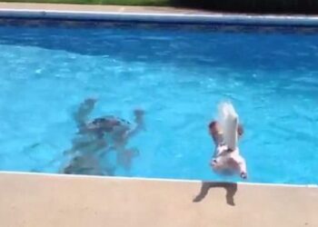 Tragjedia/ Mbytet në pishinë 3-vjeçari shqiptar, i shpëtoi vëmendjes së të atit që po punonte