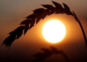 Kriza e ushqimit/ Delegacionet e Rusisë, Ukrainës dhe Turqisë do të takohen për eksportet e drithit