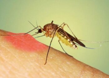 Arsyet pse mushkonjat përzgjedhin kë pickojnë