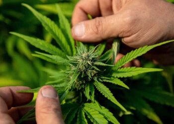 Guxim i “stazhionuar”/ I moshuari ‘sfidon’ uniformat blu, kultivon plantacionin e kanabisit 70 metra larg rajonit të policisë