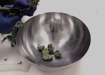 Marijuana mjekësore italiane nuk plotëson nevojat, kërkohet liberalizimi i prodhimit