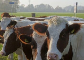 Fermerët holandezë në protestë! Qeveria kërkon uljen e numrit të bagëtive: Ndotin atmosferën