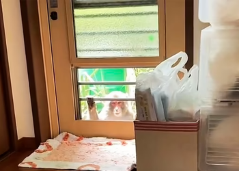 “Tërbohen” majmunët, sulmojnë njerëzit dhe lëndojnë 58 prej tyre: S’kam parë kurrë diçka të tillë…!