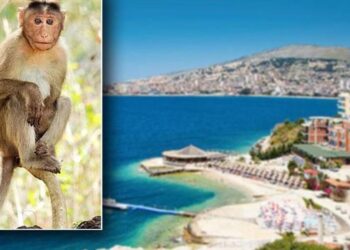 Intervistë me majmunin që rrahu tre policë dhe një turist grek në Sarandë