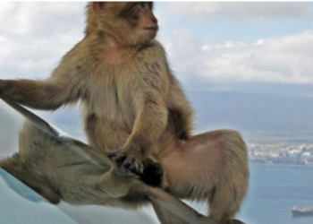 (7) Majmuni që i rrahu me shpulla kërkon pafajësinë