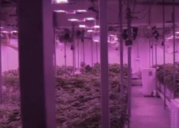 Zbulohet fabrika e drogës në Ohër/ Mediat: Arrestohet dhëndri i kryebashkiakut shqiptar