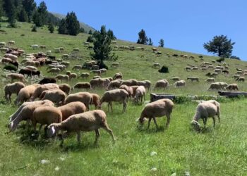 Të dhënat e INSTAT çudisin jo pak: Ulet numri i deleve në Shqipëri, por shtohet prodhimi i qumështit