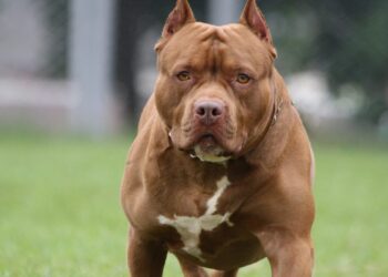 Pit Bullët i marrin jetën gruas, e ëma: E paralajmërova t’i largonte nga shtëpia