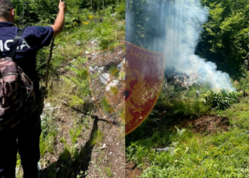 Aksioni antidrogë/ Policia “kreh’ Shkodrën, asgjësohen 4.200 bimë kanabis në zona të pyllëzuara