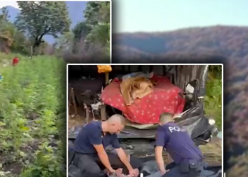 Aksioni/ Policia ngre dronin në fshatrat e Shkodrës, zbulohet parcela me kanabis, pranga dy të rinjve