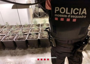 Goditet mafia shqiptare, trafikonin marijuanë nga Tarragona