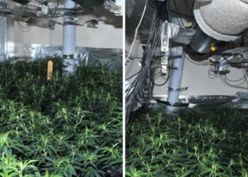 “Më bënin presion”/ Historia e pazakontë e kuzhinierit shqiptar që u kap me shtëpi bari në Angli