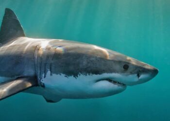 VIDEO/ Momenti kur peshkaqeni sulmon për vdekje turisten në Egjipt! I këputi krahun dhe këmbën, nuk mbijetoi
