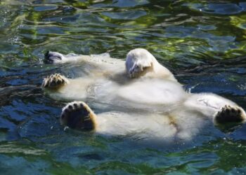 FOTOT/ Bota gjatë një jave: Nga ariu polar, rritja e çmimeve e dorëheqja e Johnson tek zjarret në Greqi