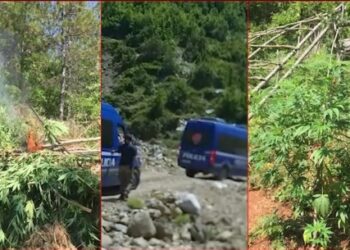 Qindra oficerë policie në aksion! Asgjësohen rreth 5 mijë rrënjë kanabis nga Shkodra në Gjirokastër