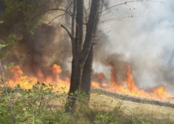 Zjarr në Palasë/ Digjet një sipërfaqe pylli, zjarrfikësit po punojnë për të shuar flakët