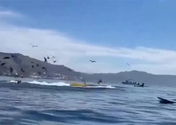 E frikshme! Balena gëlltit dy femra dhe disa sekonda më vonë i ‘pështyn’ jashtë (Video)