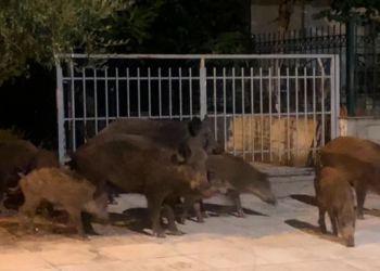 Për pak shkaktoi një tragjedi: Doli të gjuante derrat e egër natën, por plagosi fqinjën