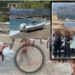 Pushuesit me duar në kokë/ FOTO të rënda në Himarë ku skafi përplasi për vdekje fëmijën 5-vjeçar