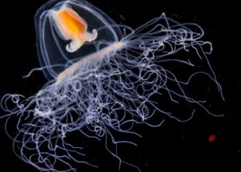 Zbërthehet ADN-ja e kandilit të detit, gjendet arsyeja e ‘pavdekshmërisë’